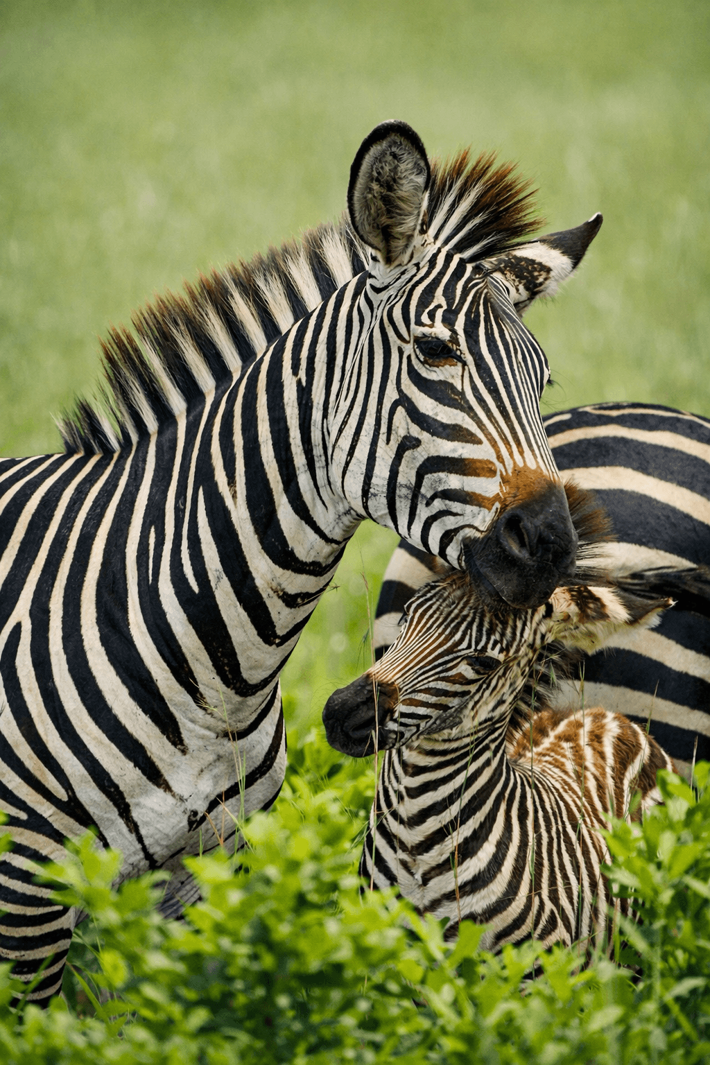 Jambo Africa