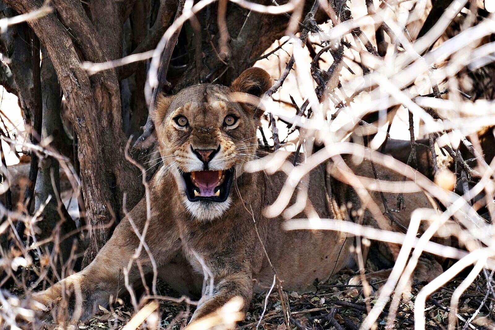 The Biggest Disappointment on a Safari