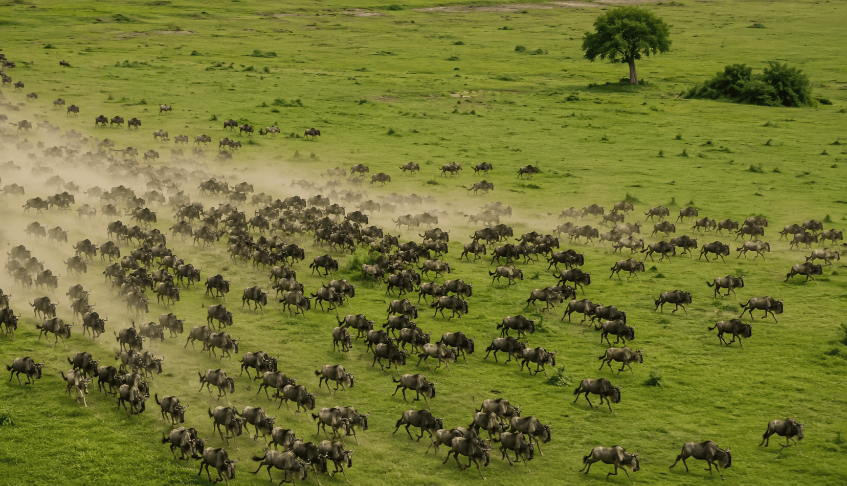 The Great Migration