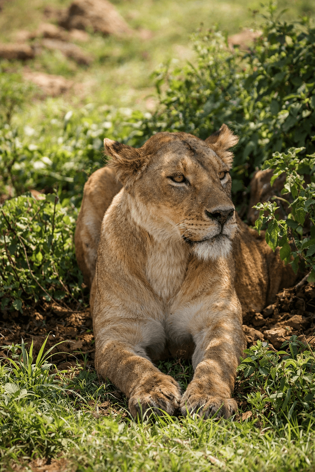 Jambo Africa