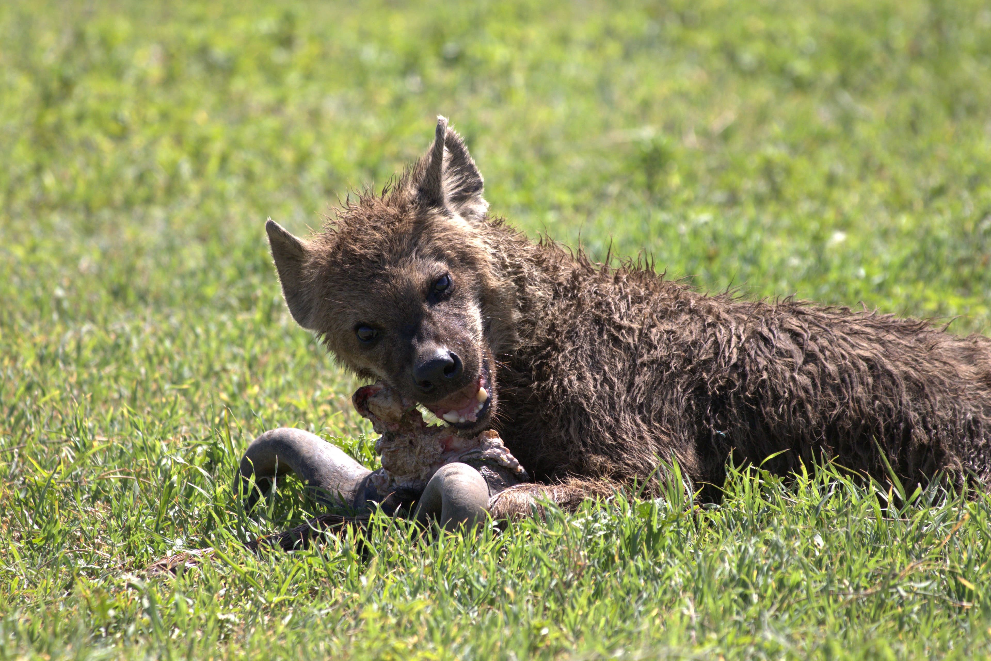 The Hyena: Africa's Most Misunderstood Detective