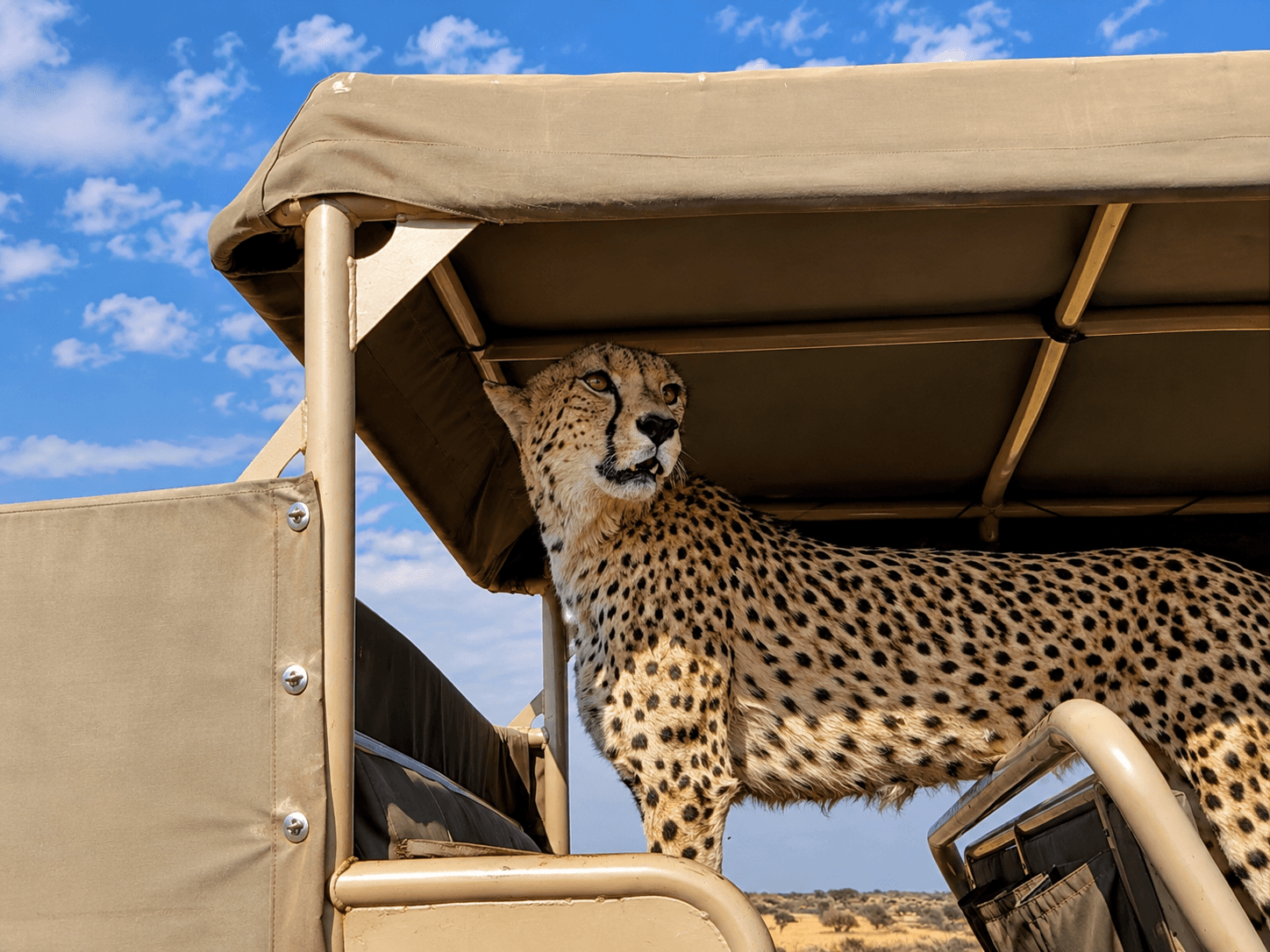 Is a Safari Dangerous? Can Animals Attack the Car? Or "What if a Lion Attacks?..."