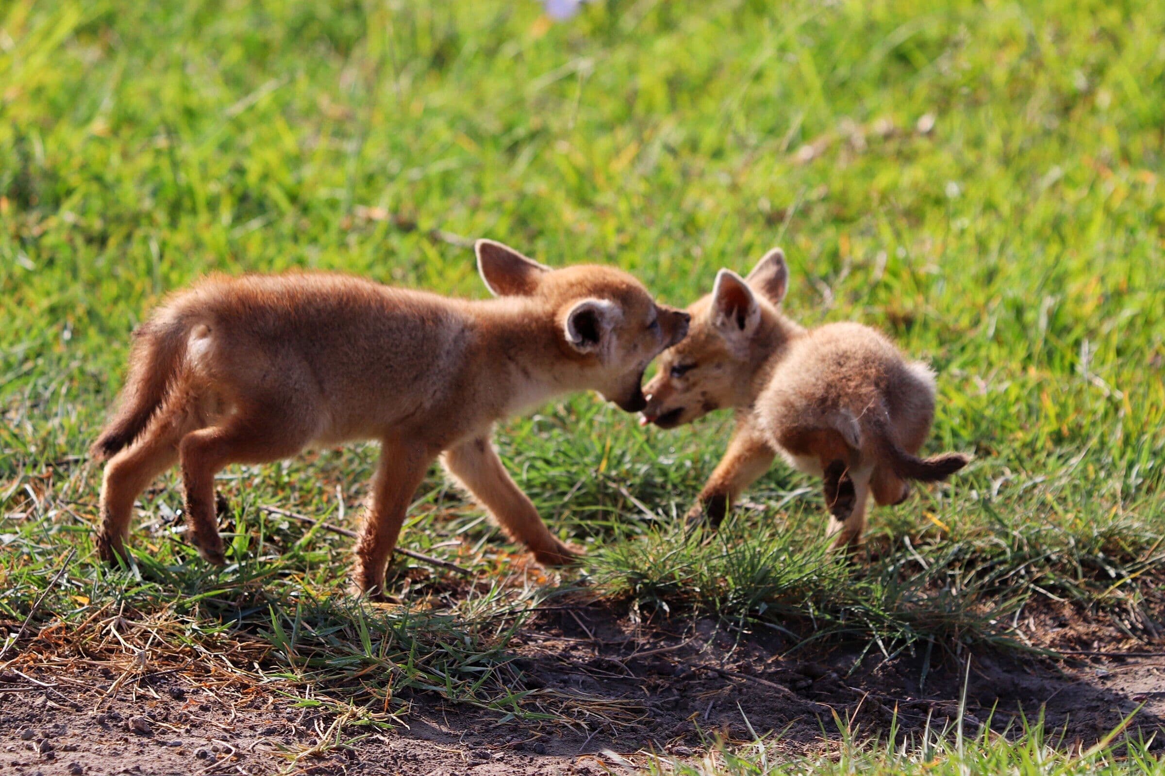 The Jackal: The Most Unjustly Slandered Animal in Africa