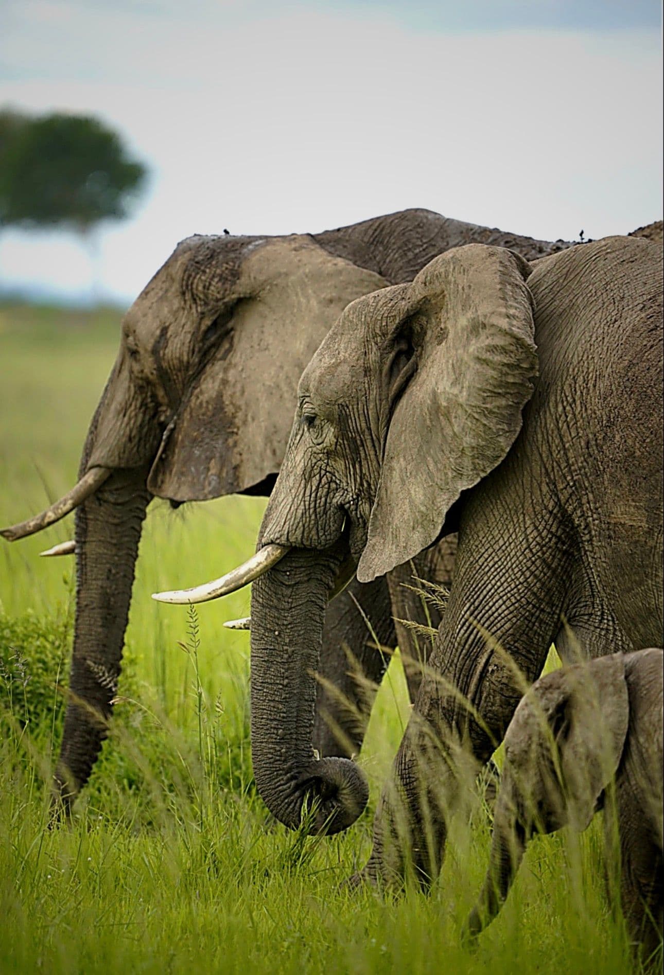 Jambo Africa