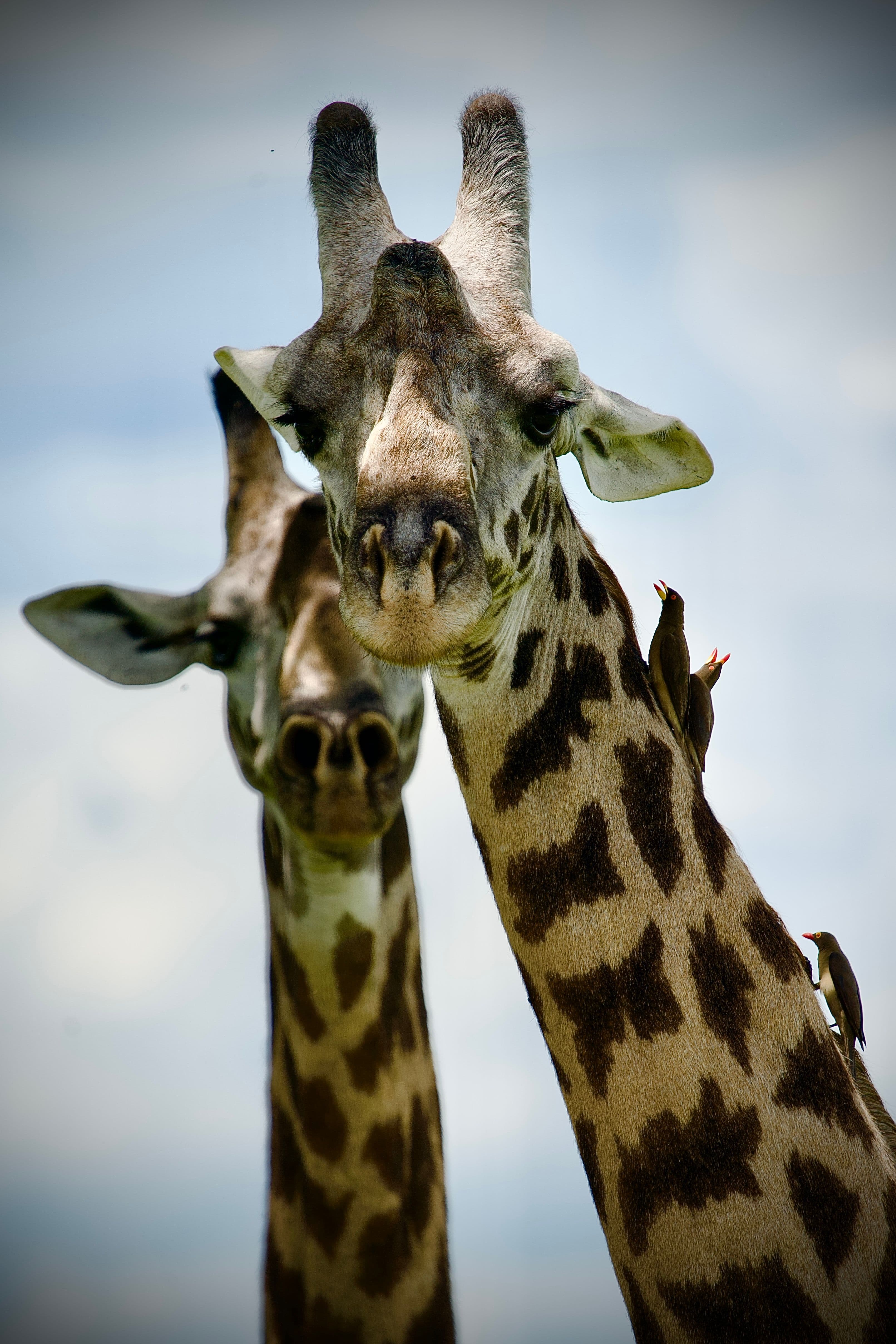 Jambo Africa