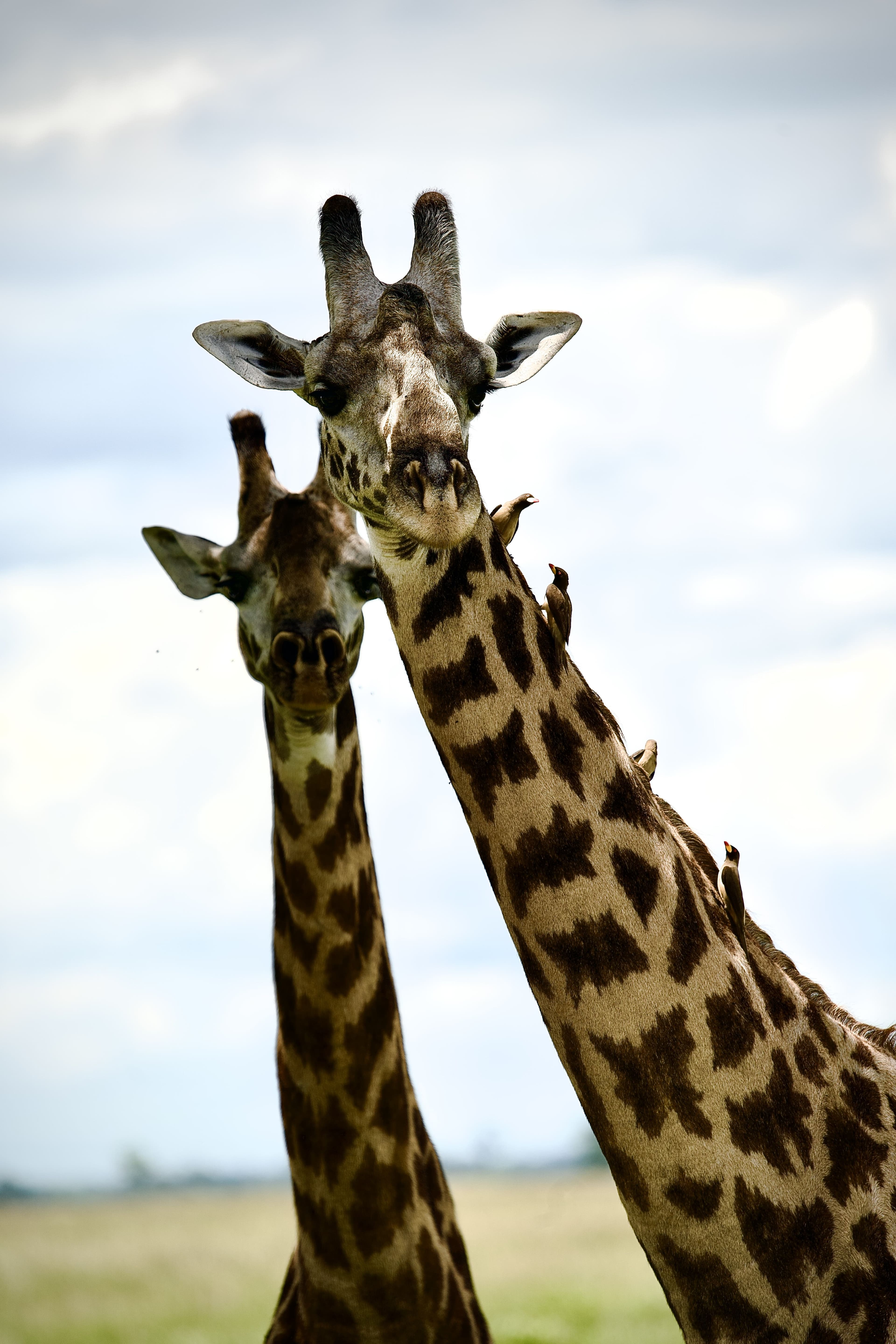 When is the Best Time to Go on Safari in Tanzania?
